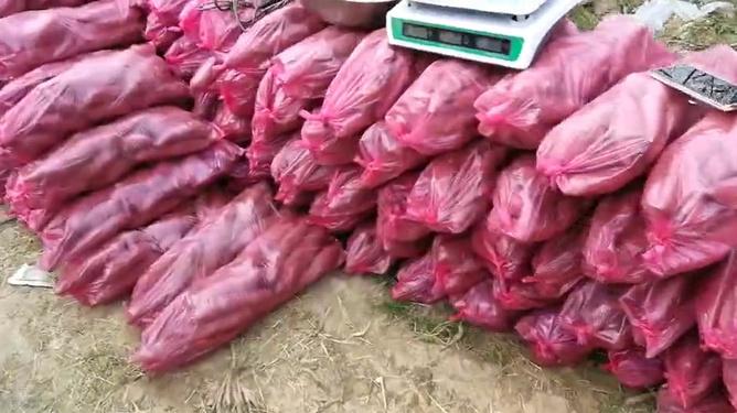 扶风电商助力洼里村贫困户红薯销售